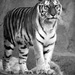 Amur Tiger by randy23