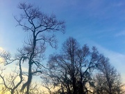 17th Jan 2017 - Winter trees
