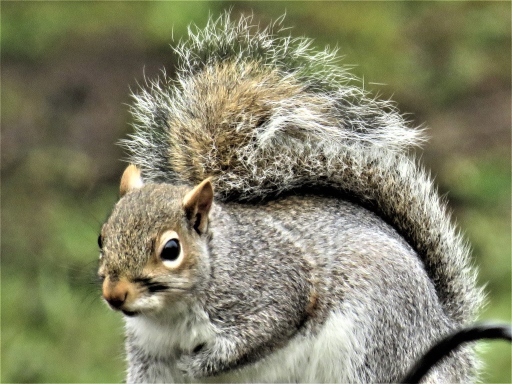 Resident Squirrel by carole_sandford