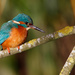 Kingfisher well lit. by padlock