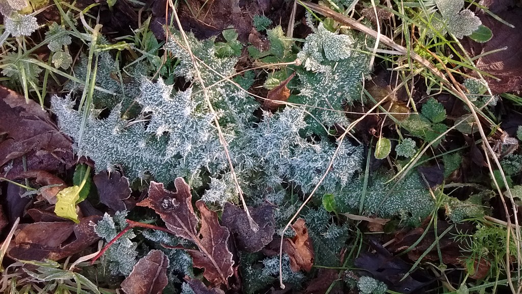 Etched in frost by fbailey