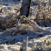 snow ice and sunshine by nicolaeastwood