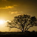 My favourite tree and the setting sun by nicolecampbell