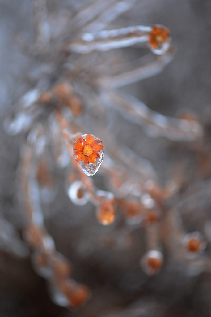 Frozen in time! by fayefaye