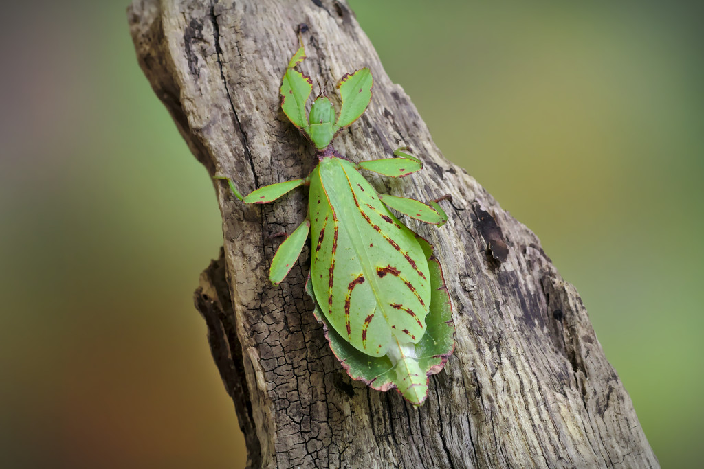 Leaf Insect  by phil_howcroft