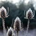 Early Morning Frost by jayberg