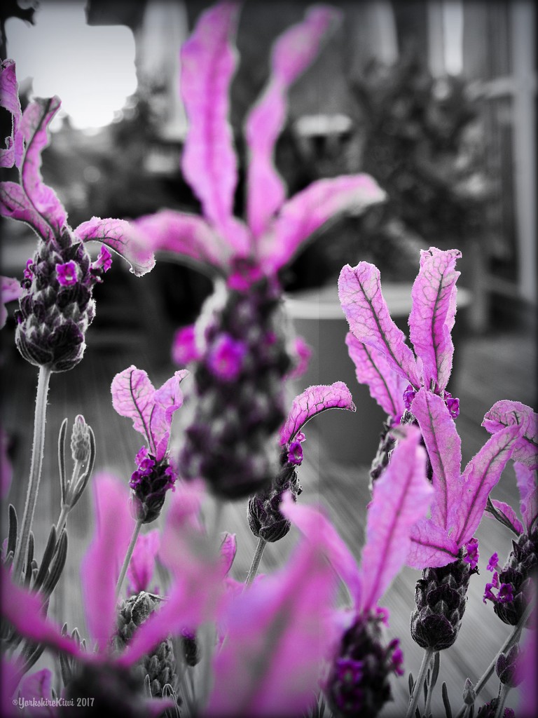 Selective colour Lavender by yorkshirekiwi