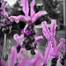 Selective colour Lavender by yorkshirekiwi