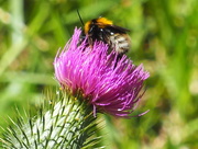 18th Jan 2017 - Bumble bee  on thistle flower