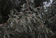 17th Jan 2017 - Icy Evergreen Branches