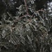 Icy Evergreen Branches by bjchipman
