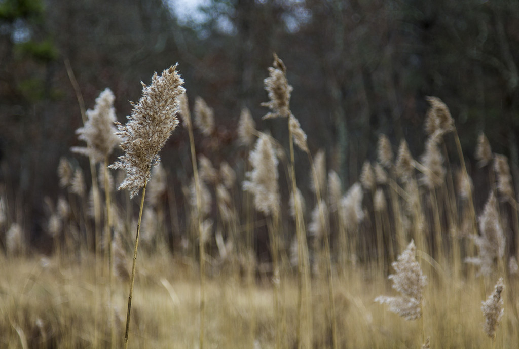 Winter Grass by hjbenson