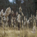 Winter Grass by hjbenson