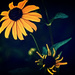 My Garden - echinacea by annied
