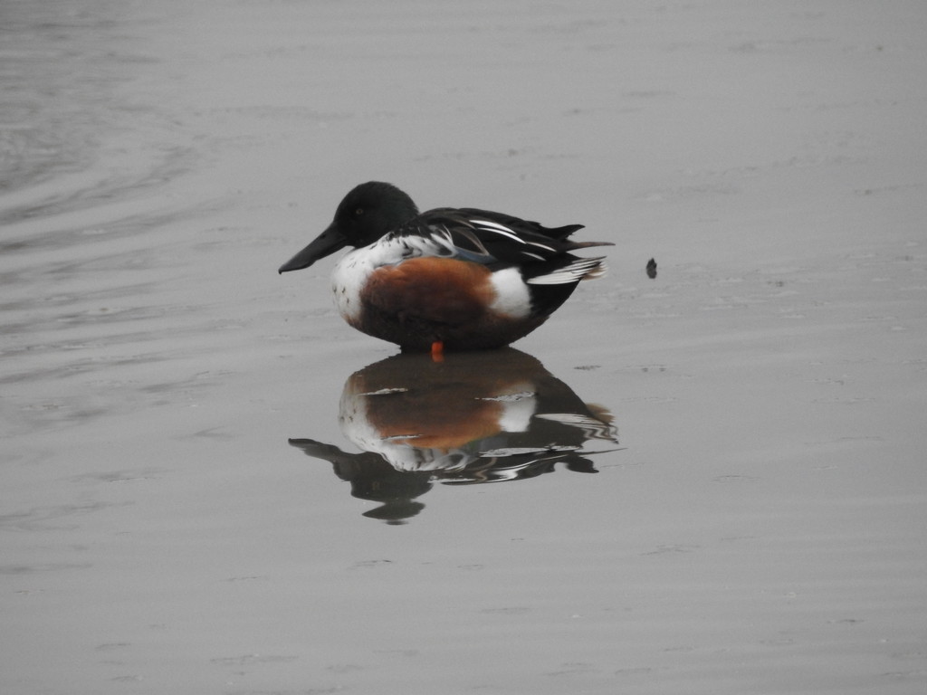 Shoveler by oldjosh