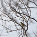 Winter bird by congaree