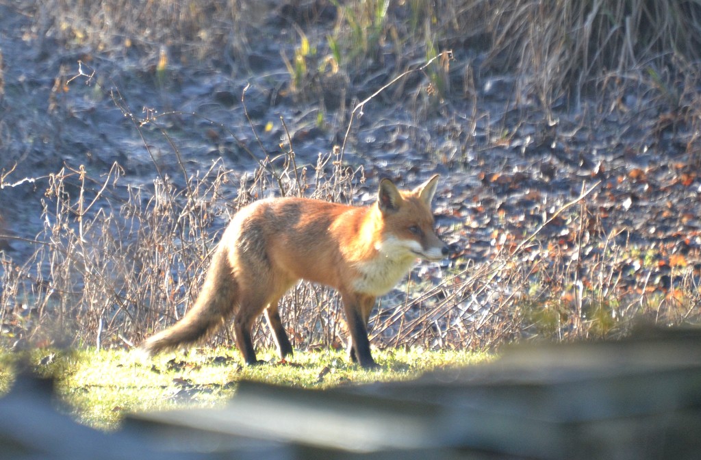 Fox by arkensiel