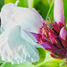 Roatan Bee by gardencat