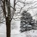 Snowy scene by mittens