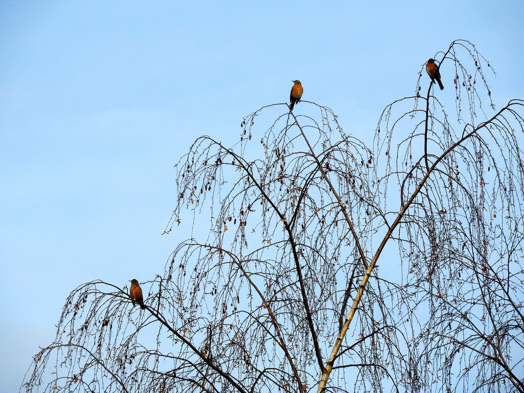 Three Robins by seattlite