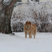 0112_9690  She loves the snow! by pennyrae