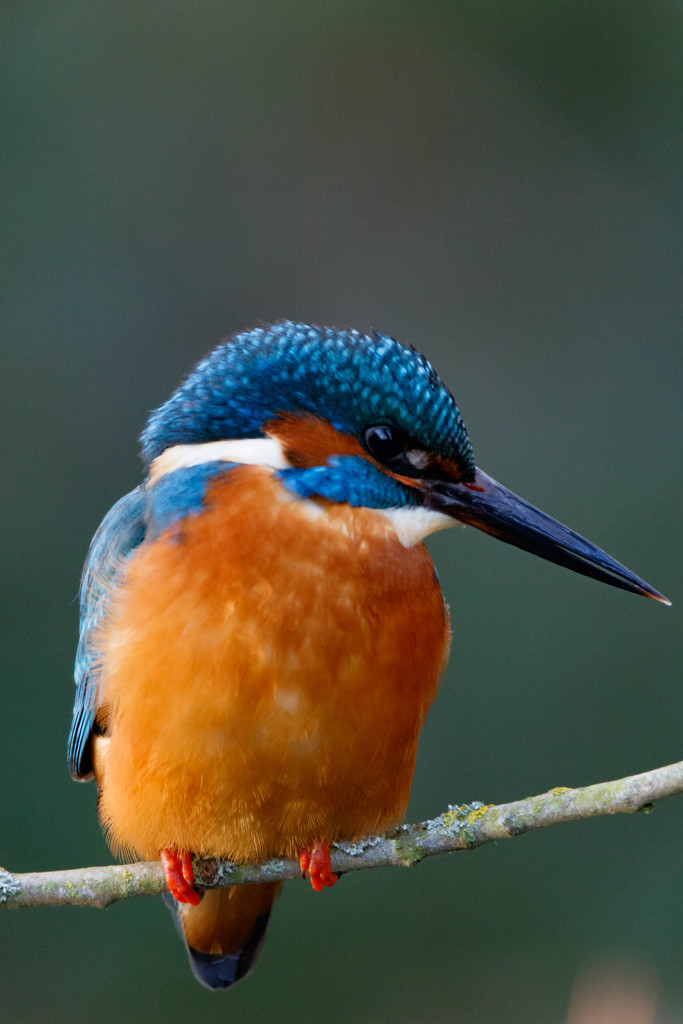 Kingfisher a frame filler by padlock