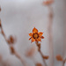 Little flower! by fayefaye