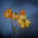Wilting Daisies by lstasel