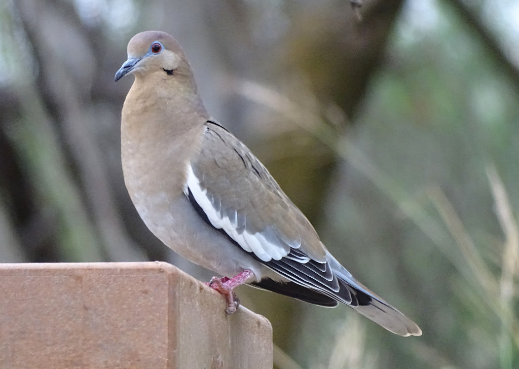 White-winged Dove, Texas by annepann
