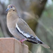 White-winged Dove, Texas by annepann
