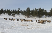 18th Jan 2017 - Elk Herd