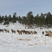 Elk Herd by harbie