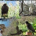 MORE BIRDS  by sangwann