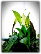 19th Jan 2017 - Peace Lily 