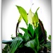 Peace Lily  by beryl