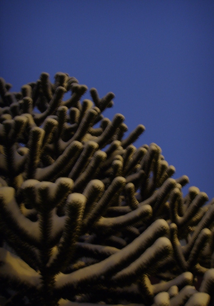 Monkey Puzzle Tree by berend