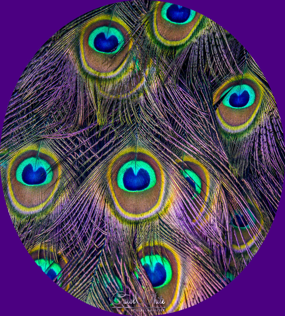 Peacock Feathers by carolmw
