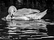 19th Jan 2017 - Swan In Monochrome