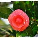 Camellia Season by peggysirk