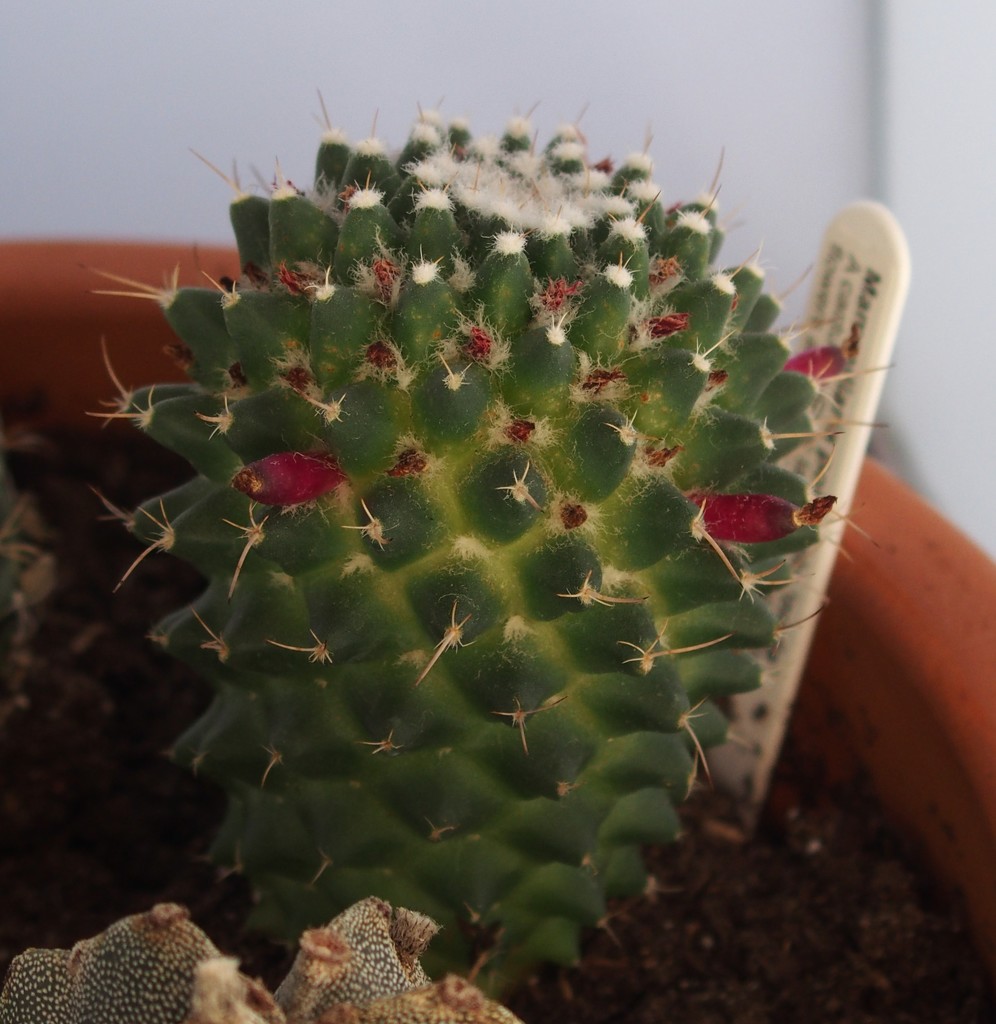 Flowering Cactus by arkensiel