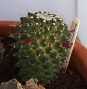 19th Jan 2017 - Flowering Cactus