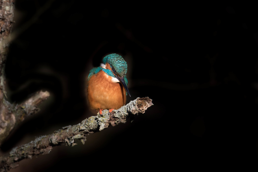 Kingfisher in a spotlight by padlock