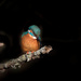 Kingfisher in a spotlight by padlock