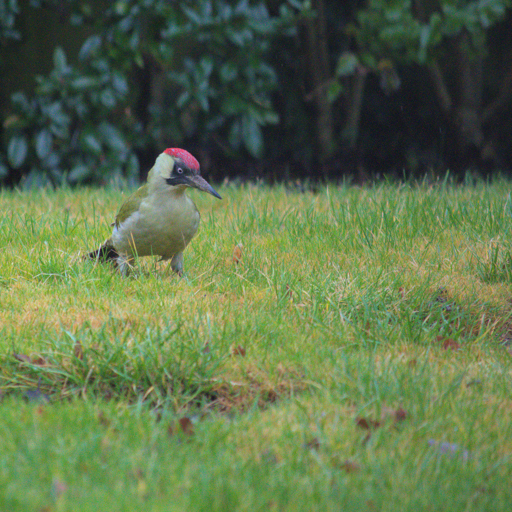 Green Woodpecker in garden by jon_lip