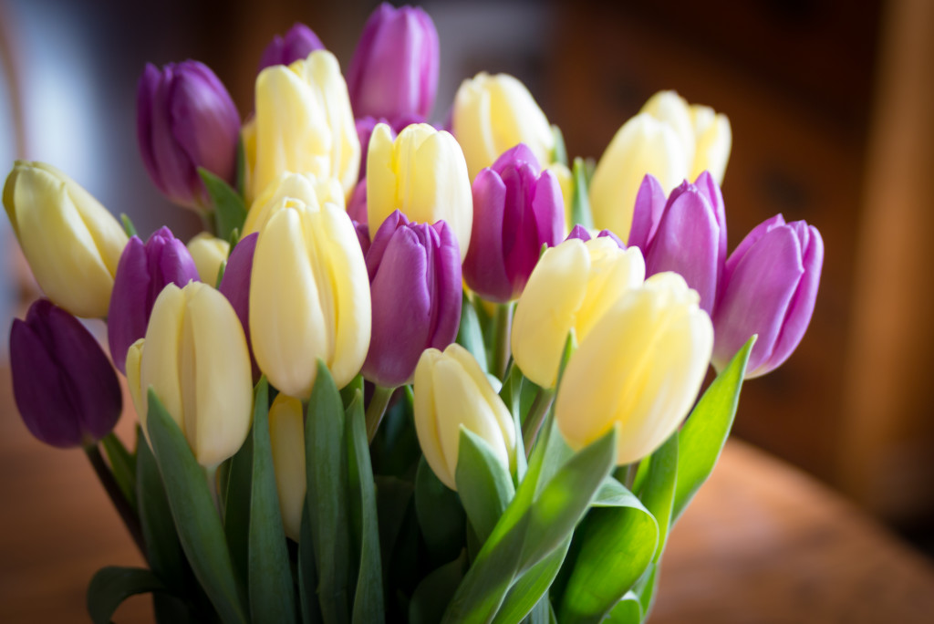 Tulips by tracymeurs