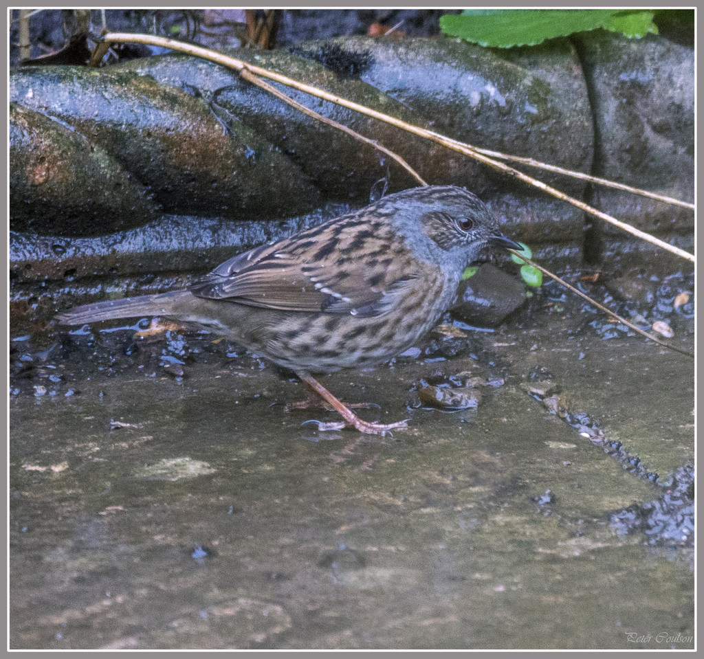 Wet Dunnock by pcoulson