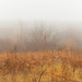 Fog Again by judyc57
