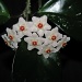 wax plant flower by rrt