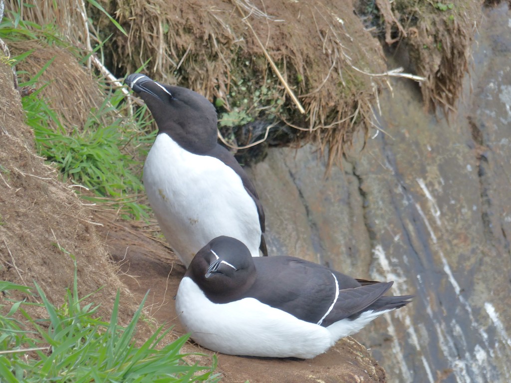  Razorbills on Skomer  by susiemc