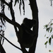 silhouette by koalagardens